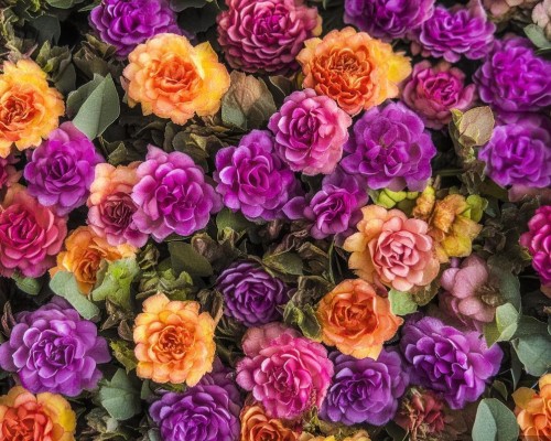 好，我现在需要帮用户写一篇关于鼻整形的文章。用户是上海鼻整形医生，所以文章需要专业且详细。首先，我得确定文章的结构，可能包括鼻整形的概述、手术方法、恢复期、注意事项以及选择医生的重要性